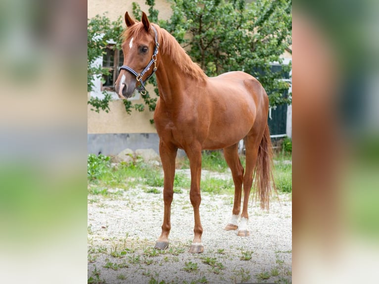 Anglo-Araber Wallach 8 Jahre 165 cm Fuchs in Feldkirchen an der Donau