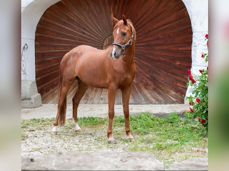 Anglo-Araber Wallach 8 Jahre 165 cm Fuchs in Feldkirchen an der Donau