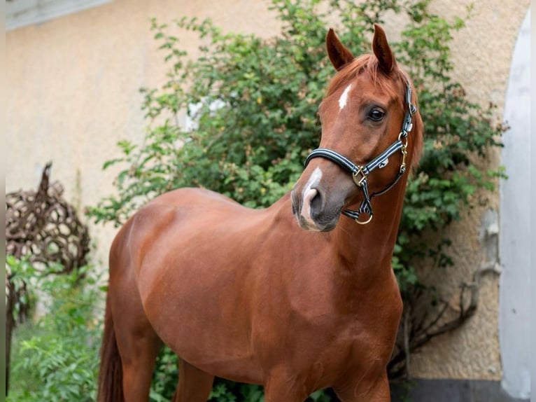 Anglo-Araber Wallach 8 Jahre 165 cm Fuchs in Feldkirchen an der Donau