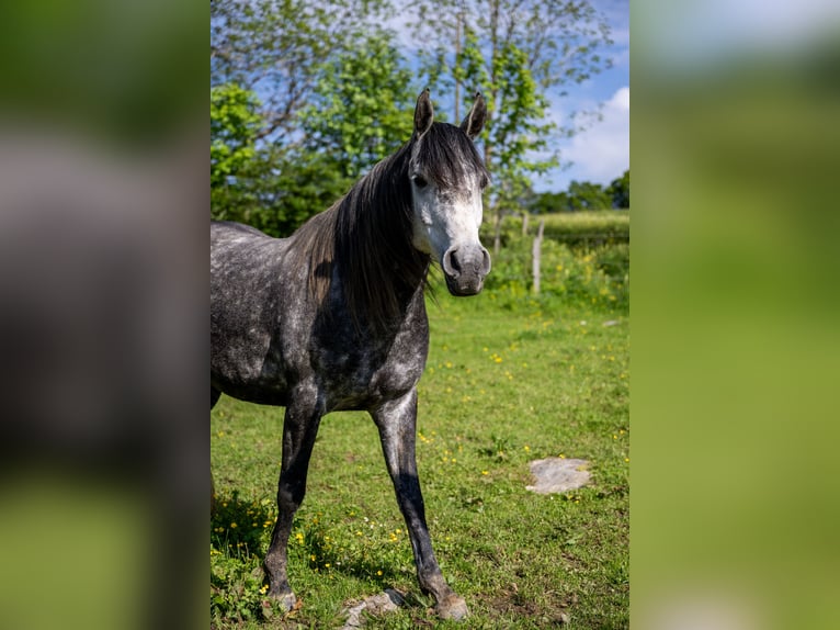 Anglo-Araber Wallach 9 Jahre 160 cm Kann Schimmel werden in Corcelles BE