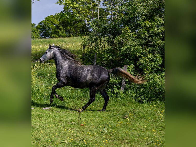 Anglo-Araber Wallach 9 Jahre 160 cm Kann Schimmel werden in Corcelles BE