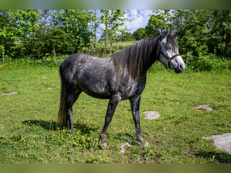 Anglo-Araber Wallach 9 Jahre 160 cm Kann Schimmel werden in Corcelles BE