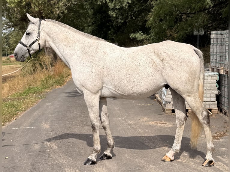 Anglo-Araber Wallach 9 Jahre 164 cm Schimmel in Rotenburg an der Fulda