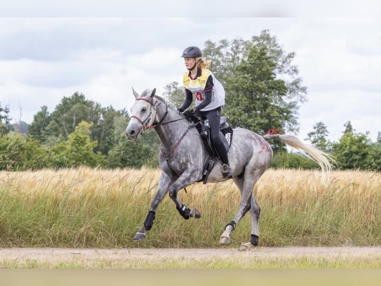 Anglo-Araber Wallach 9 Jahre 164 cm Schimmel in Rotenburg an der Fulda