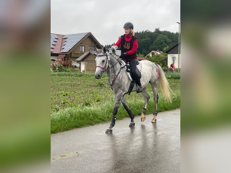 Anglo-Araber Wallach 9 Jahre 164 cm Schimmel in Rotenburg an der Fulda