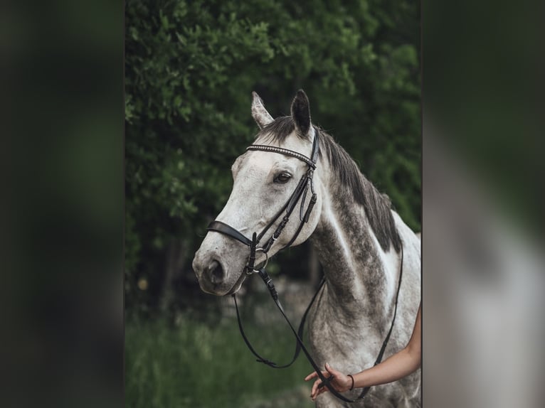 Anglo-Araber Wallach 9 Jahre 170 cm Apfelschimmel in Ebhausen