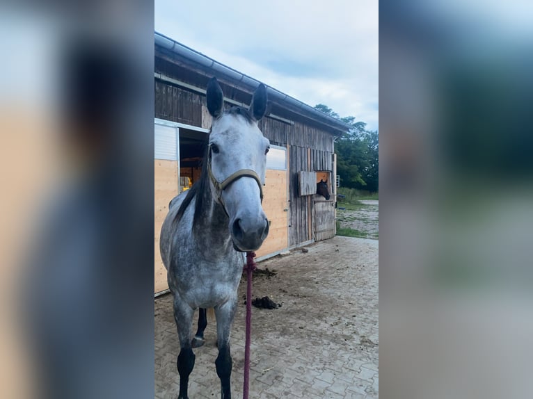 Anglo-Araber Wallach 9 Jahre 170 cm Apfelschimmel in Ebhausen