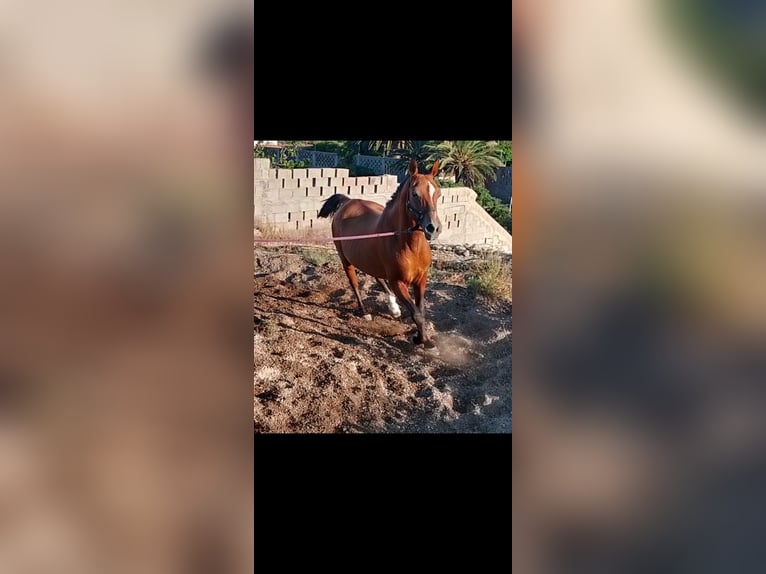 Anglo-Arabier Hengst 14 Jaar 158 cm Bruin in Santa cruz de Tenerife