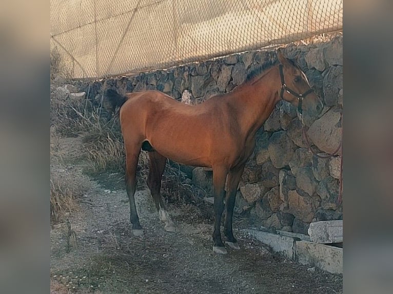 Anglo-Arabier Hengst 14 Jaar 158 cm Bruin in Santa cruz de Tenerife
