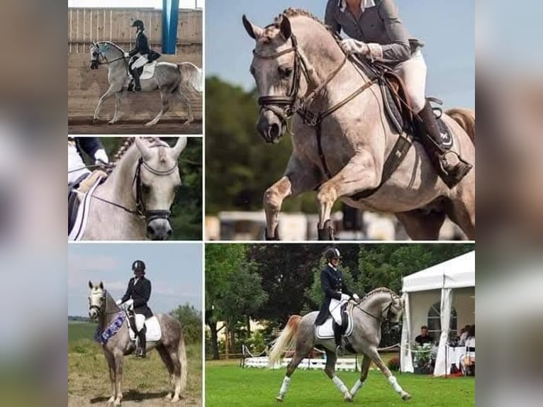 Anglo-Arabier Hengst 1 Jaar 165 cm Bruin in J&#xF6;nk&#xF6;ping