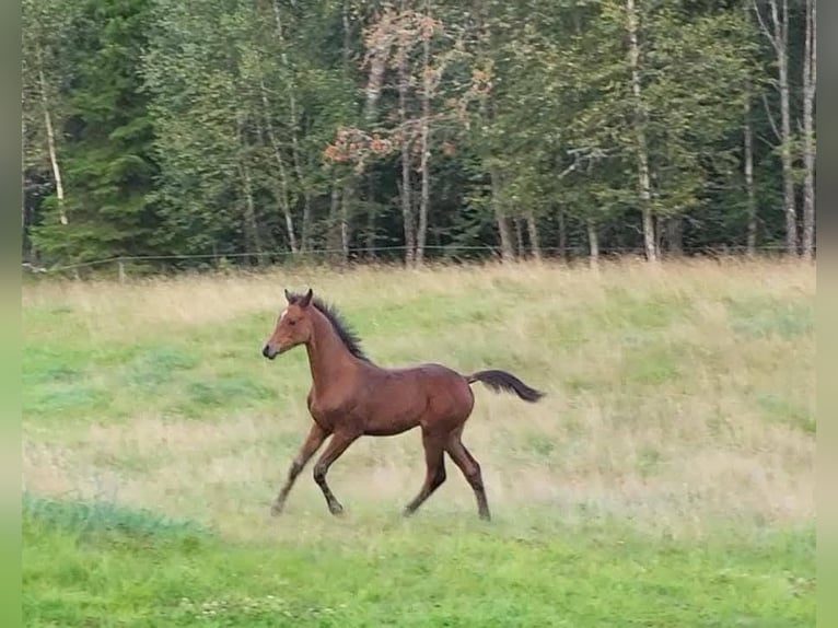 Anglo-Arabier Hengst 1 Jaar 165 cm Bruin in J&#xF6;nk&#xF6;ping