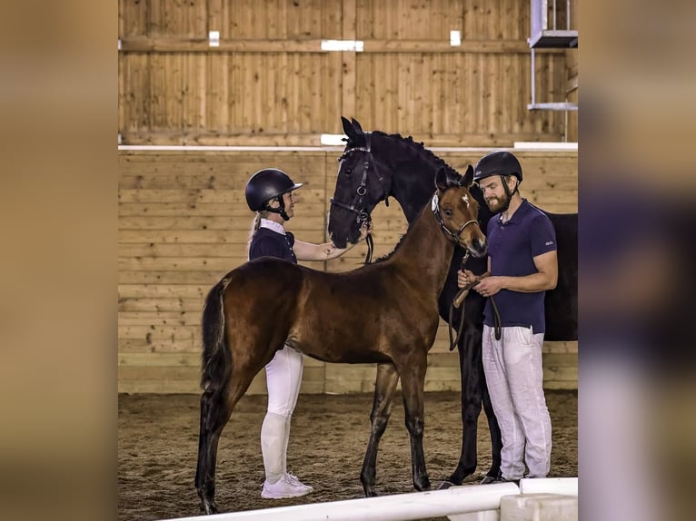 Anglo-Arabier Hengst 1 Jaar 165 cm Bruin in J&#xF6;nk&#xF6;ping
