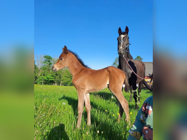 Anglo-Arabier Hengst 1 Jaar 165 cm Bruin in J&#xF6;nk&#xF6;ping