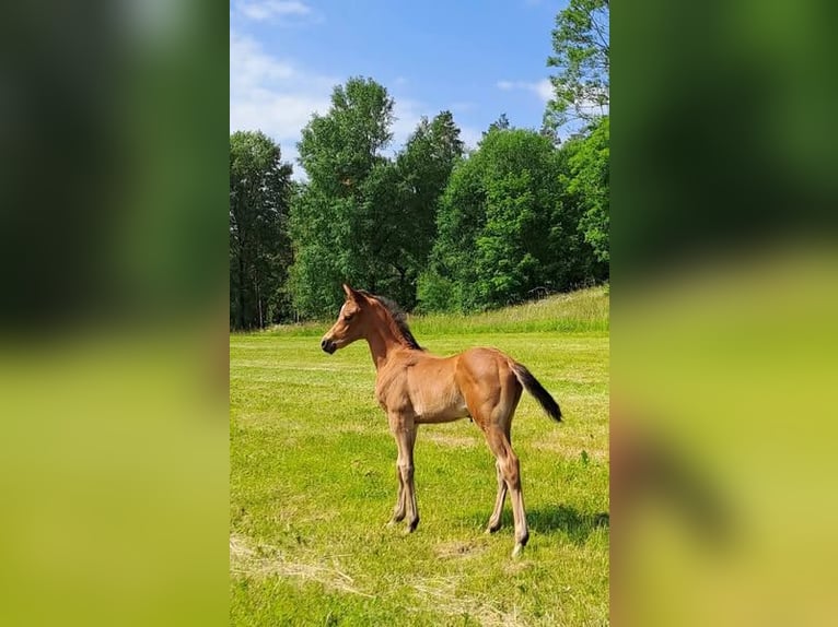 Anglo-Arabier Hengst 1 Jaar 165 cm Bruin in J&#xF6;nk&#xF6;ping