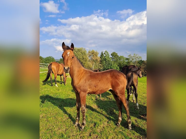 Anglo-Arabier Hengst 1 Jaar 165 cm Bruin in J&#xF6;nk&#xF6;ping