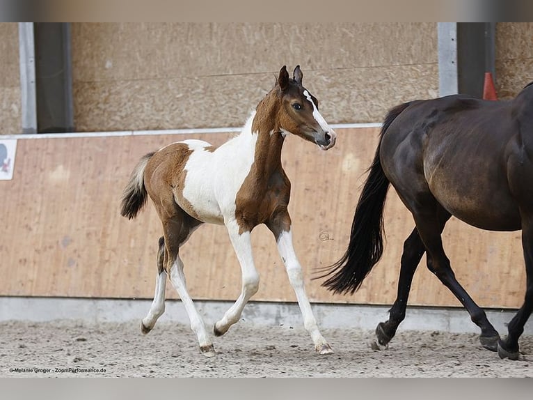 Anglo-Arabier Hengst 1 Jaar 167 cm Gevlekt-paard in Bad Oldesloe