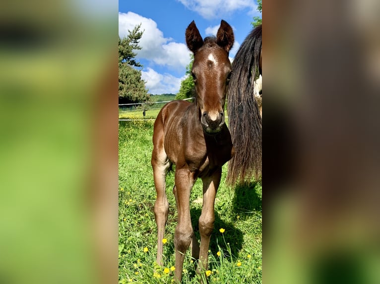 Anglo-Arabier Hengst 1 Jaar in Aydat