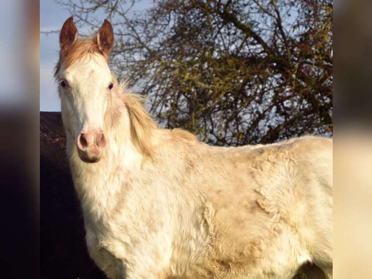 Anglo-Arabier Hengst 2 Jaar 160 cm in Sainte-Gauburge-Sainte-Colombe