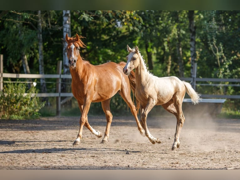 Anglo-Arabier Hengst 2 Jaar 163 cm Palomino in Stropieszyn