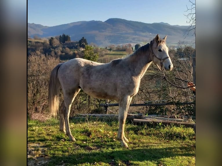 Anglo-Arabier Hengst 2 Jaar Schimmel in Barberino di Mugello