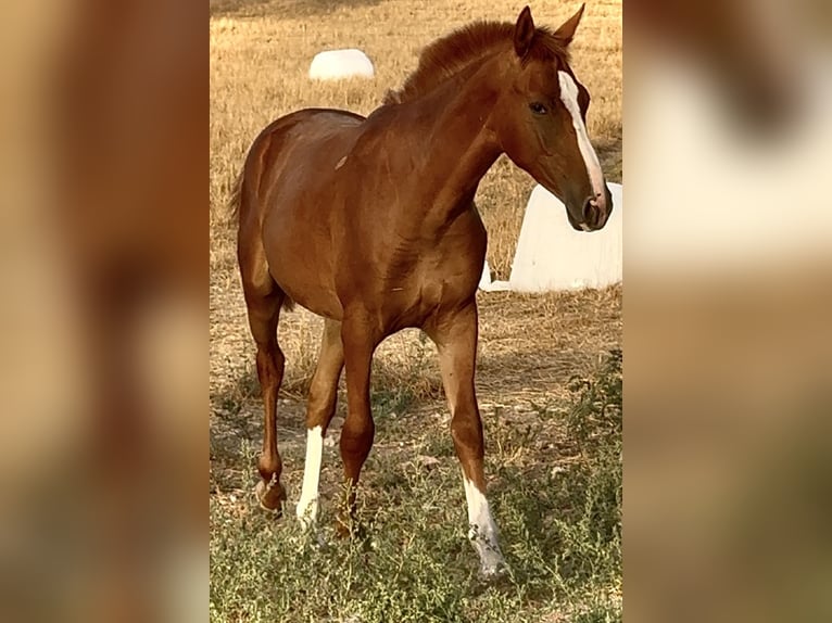 Anglo-Arabier Hengst 2 Jaar Vos in Bienvenida