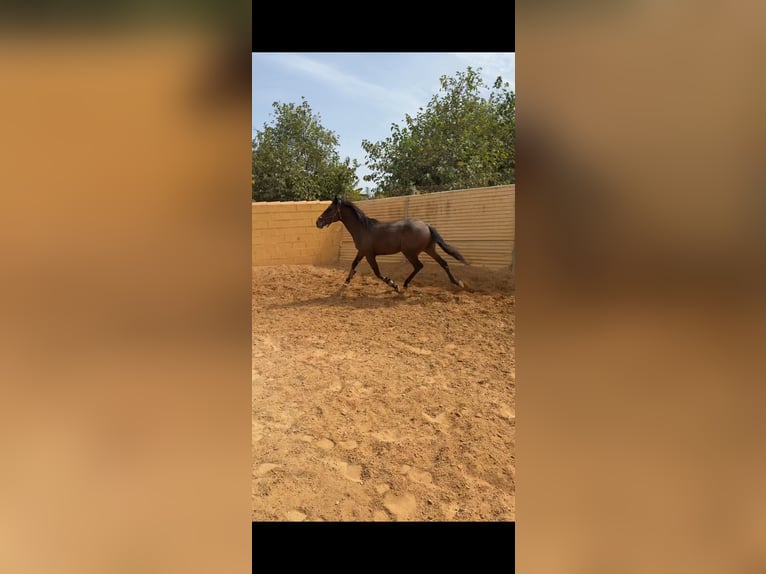 Anglo-Arabier Hengst 3 Jaar 168 cm Donkerbruin in Pago Del HumO