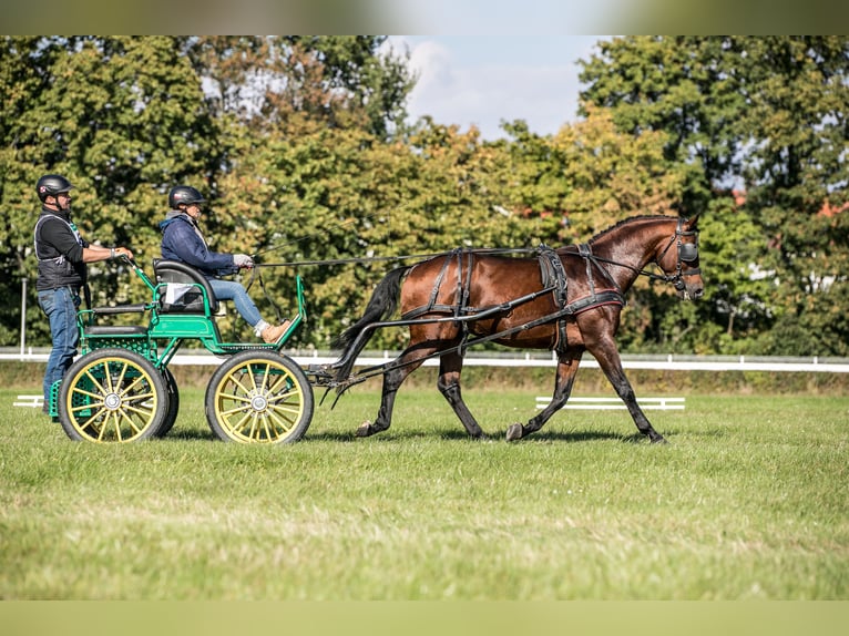Anglo-Arabier Hengst 5 Jaar 166 cm Bruin in Sitno