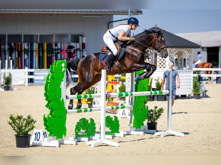 Anglo-Arabier Hengst 6 Jaar 164 cm Donkerbruin in Sitno