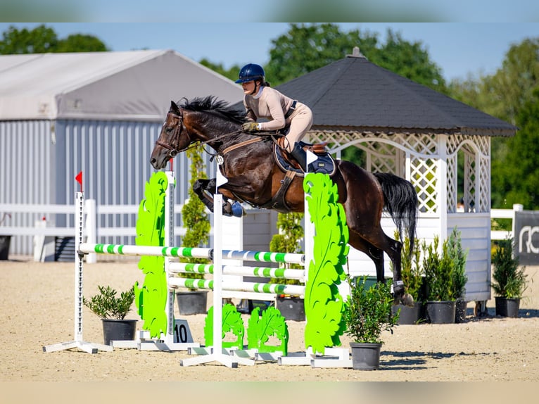 Anglo-Arabier Hengst 6 Jaar 164 cm Donkerbruin in Sitno