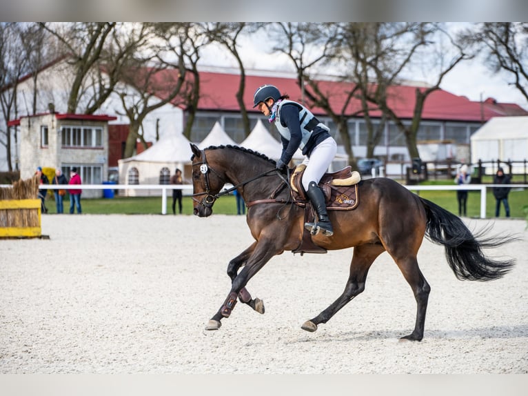 Anglo-Arabier Hengst 6 Jaar 164 cm Donkerbruin in Sitno