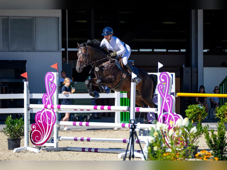Anglo-Arabier Hengst 6 Jaar 164 cm Donkerbruin in Sitno