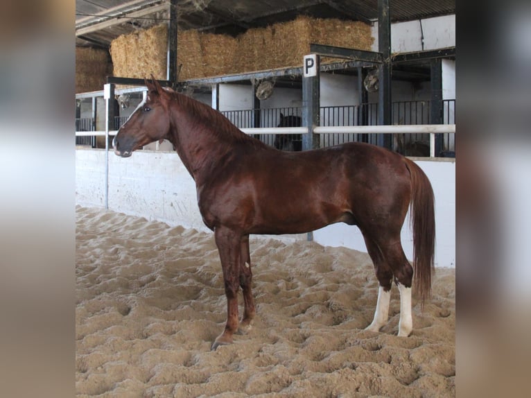 Anglo-Arabier Hengst 6 Jaar 168 cm Vos in Vejer de la Frontera