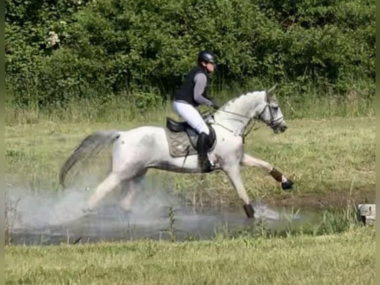 Anglo-Arabier Hengst 7 Jaar 164 cm Gevlekt-paard in Bad Oldesloe