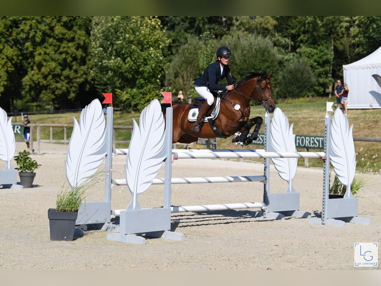 Anglo-Arabier Hengst Bruin in Steinberg