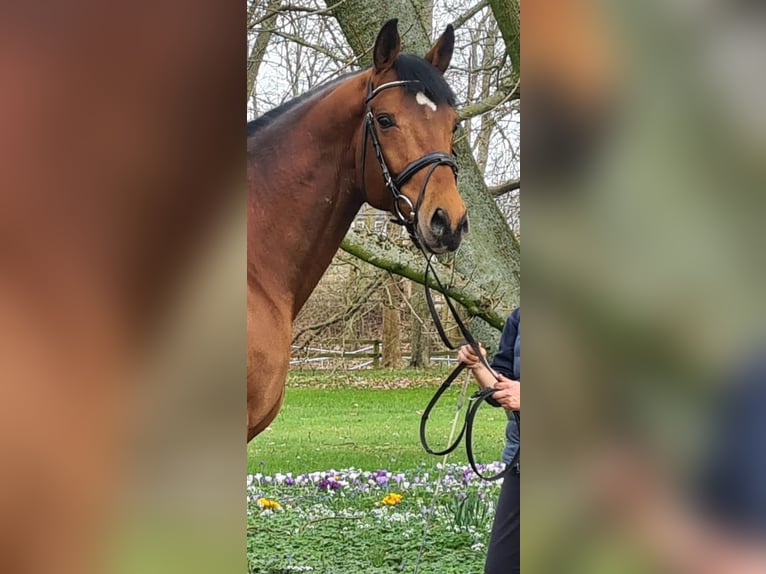 Anglo-Arabier Hengst Bruin in Bosau