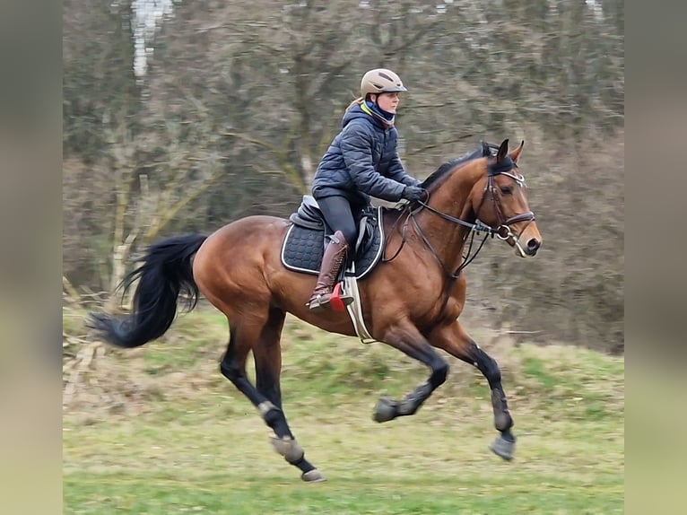 Anglo-Arabier Hengst Bruin in Bosau