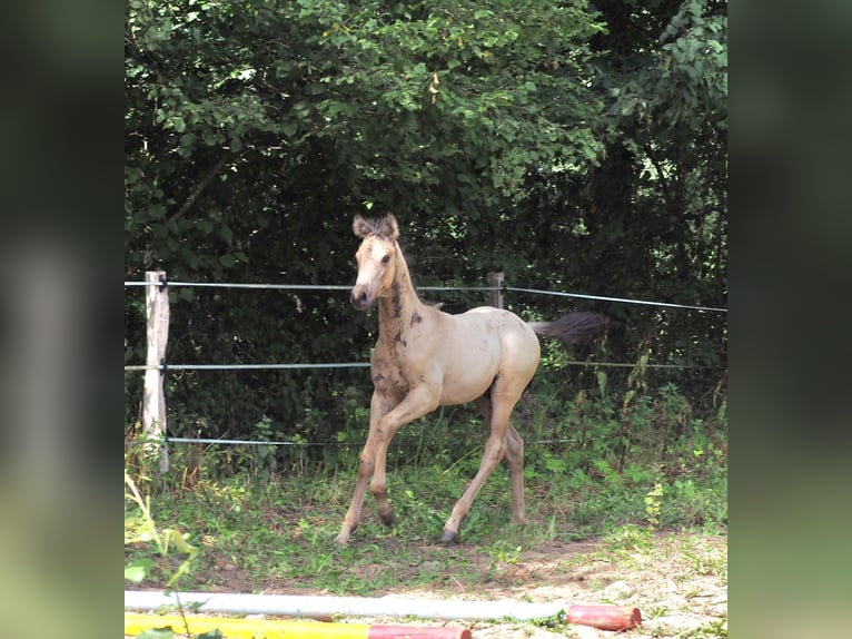 Anglo-Arabier Hengst Veulen (01/2026) 167 cm Buckskin in Duvennest