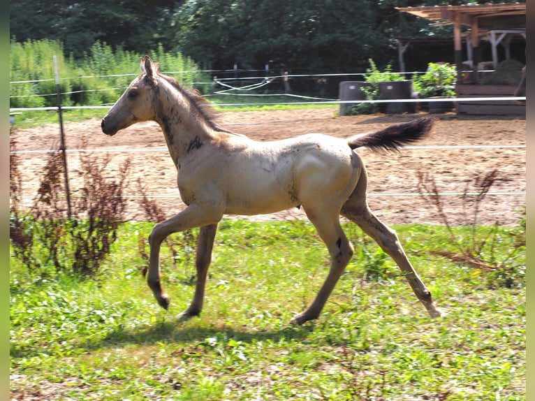 Anglo-Arabier Hengst Veulen (01/2026) 167 cm Buckskin in Duvennest