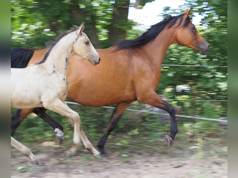 Anglo-Arabier Hengst Veulen (01/2026) 167 cm Buckskin in Duvennest
