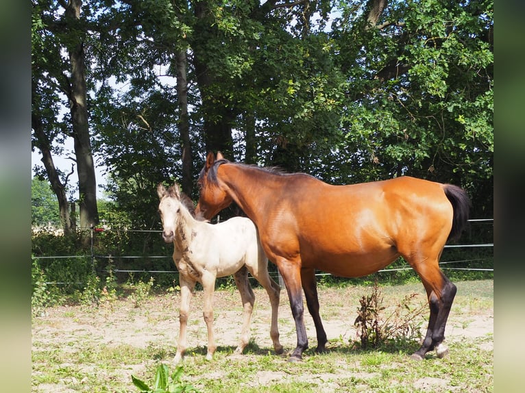 Anglo-Arabier Hengst Veulen (01/2026) 167 cm Buckskin in Duvennest