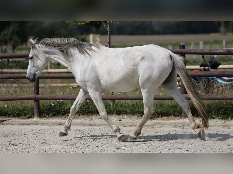 Anglo-Arabier Merrie 10 Jaar 163 cm Schimmel in Berlin