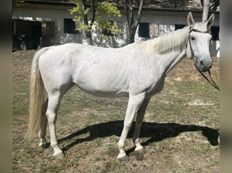 Anglo-Arabier Merrie 11 Jaar 160 cm Schimmel in Kaposvár