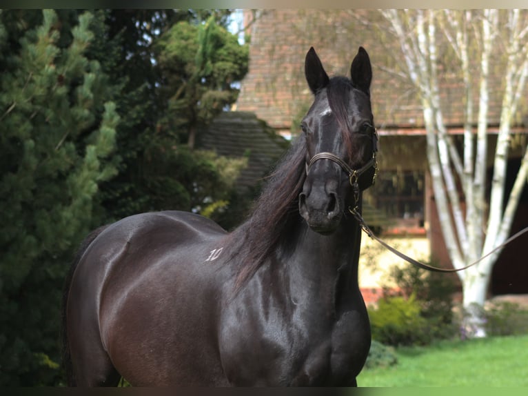 Anglo-Arabier Merrie 11 Jaar 164 cm Zwart in Santok