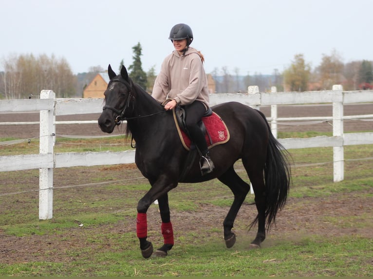 Anglo-Arabier Merrie 11 Jaar 164 cm Zwart in Santok