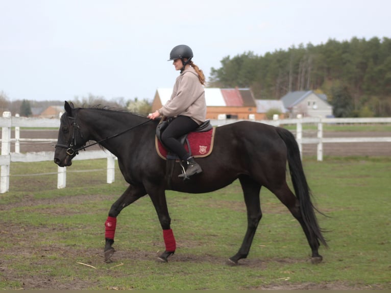 Anglo-Arabier Merrie 11 Jaar 164 cm Zwart in Santok