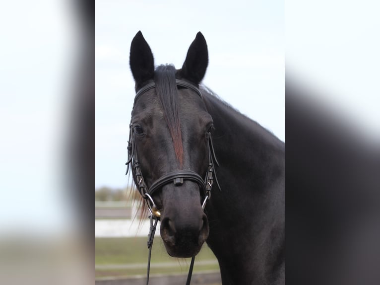 Anglo-Arabier Merrie 11 Jaar 164 cm Zwart in Santok