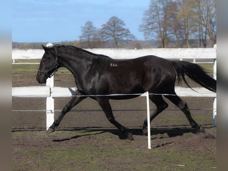 Anglo-Arabier Merrie 11 Jaar 164 cm Zwart in Santok