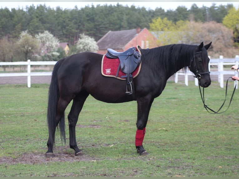 Anglo-Arabier Merrie 11 Jaar 164 cm Zwart in Santok