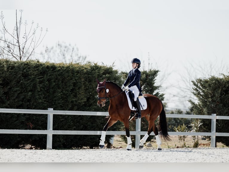 Anglo-Arabier Mix Merrie 12 Jaar 158 cm Bruin in Rivas-Vaciamadrid