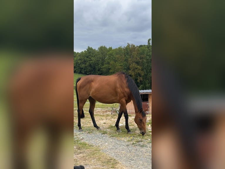 Anglo-Arabier Merrie 13 Jaar 168 cm Donkerbruin in Sévérac